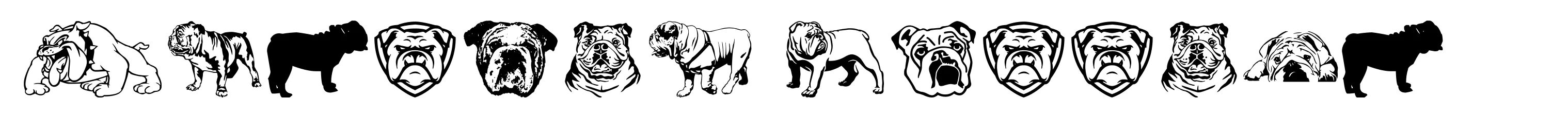 English Bulldog