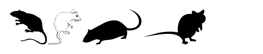 Rats