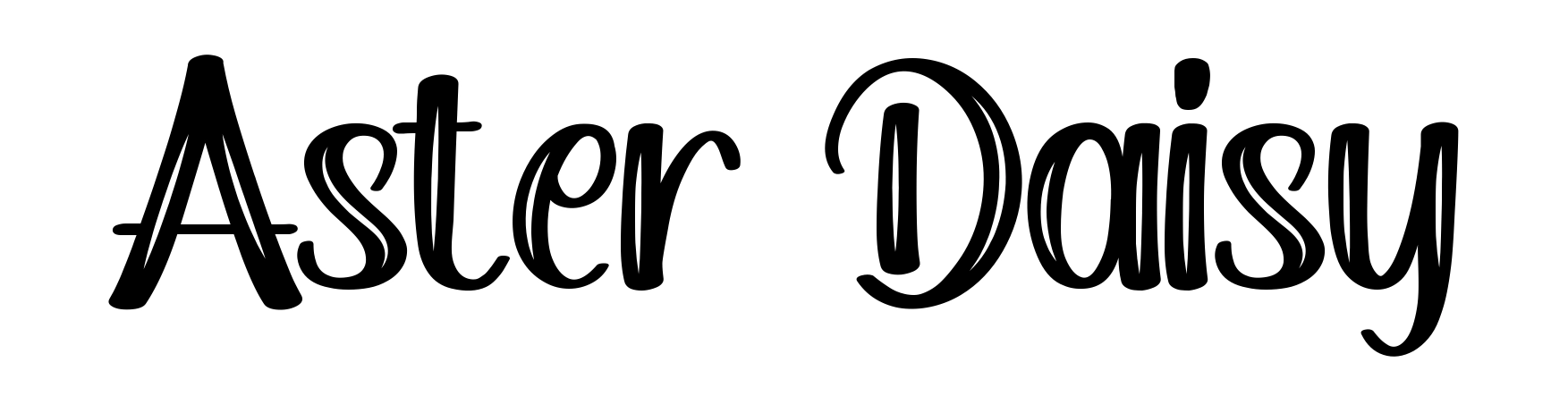 Aster Daisy