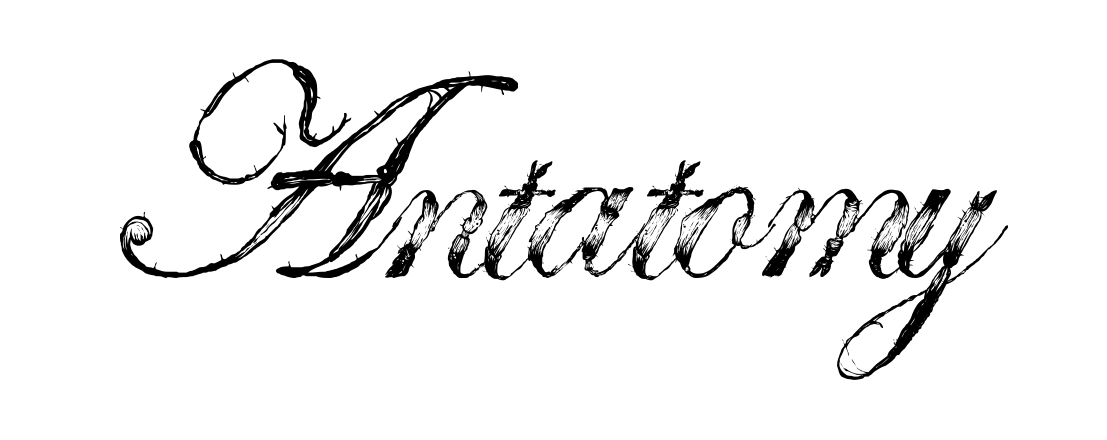 Antatomy