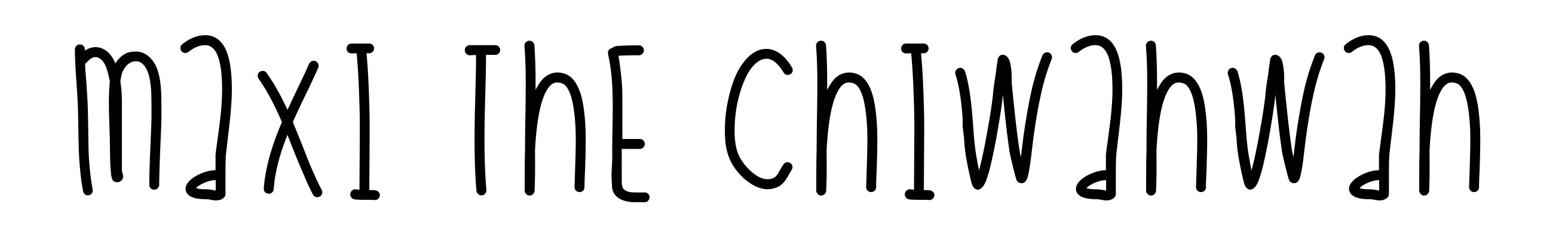 Maxi The Chiwahwah